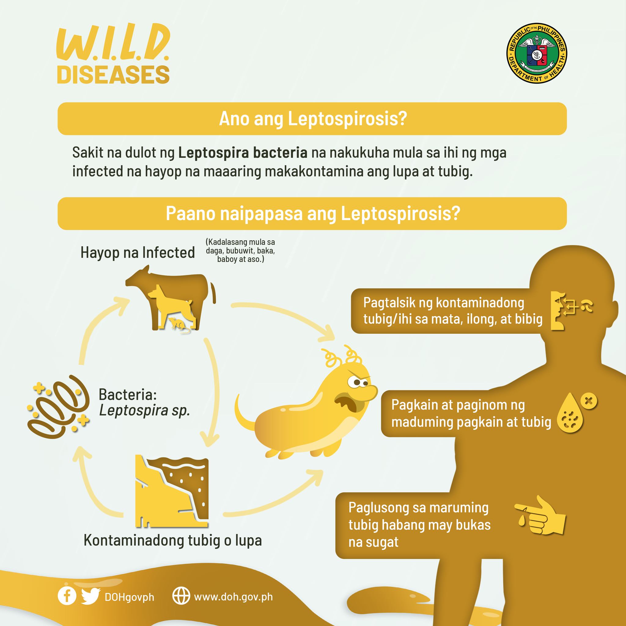 leptospirosis doh2